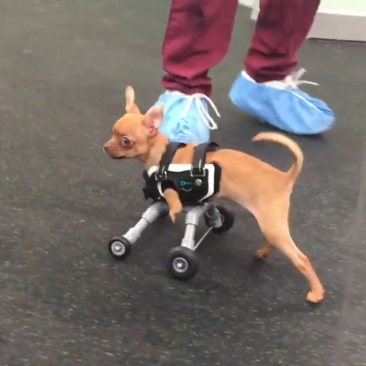 chihuahua on the wheels