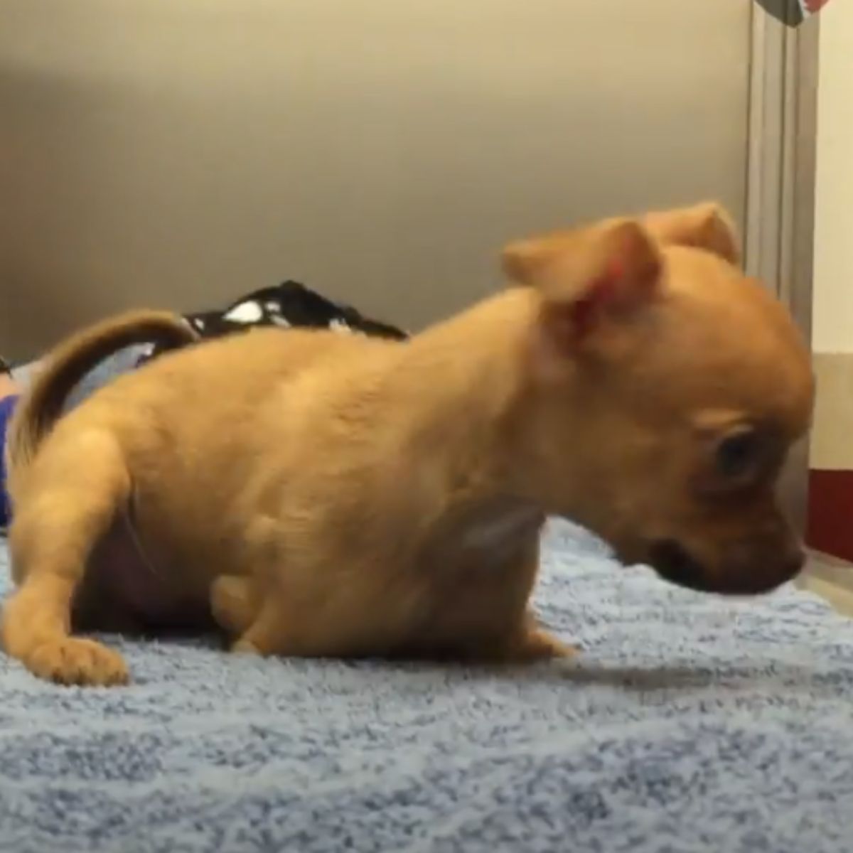 chihuahua without two legs