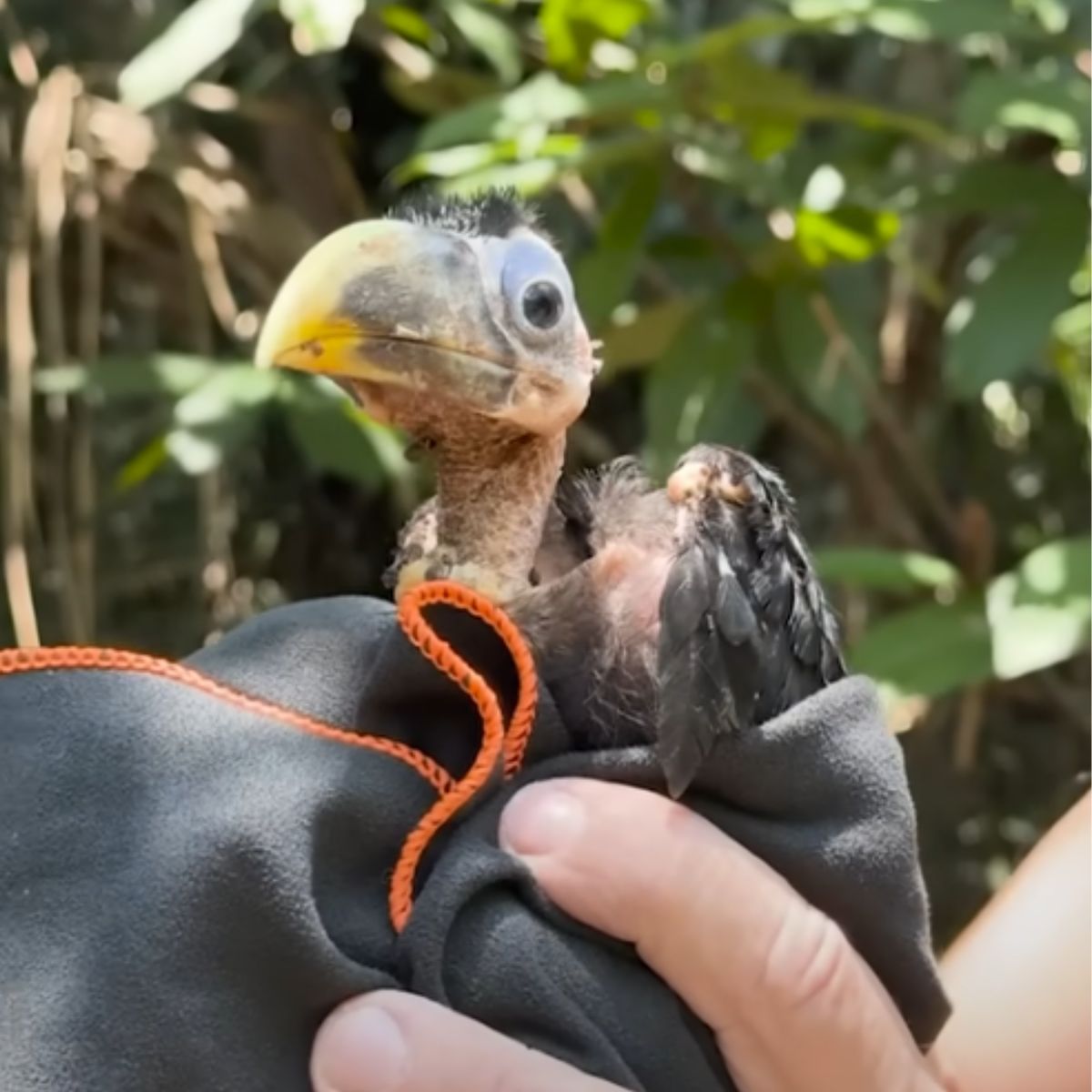 cute baby toucan