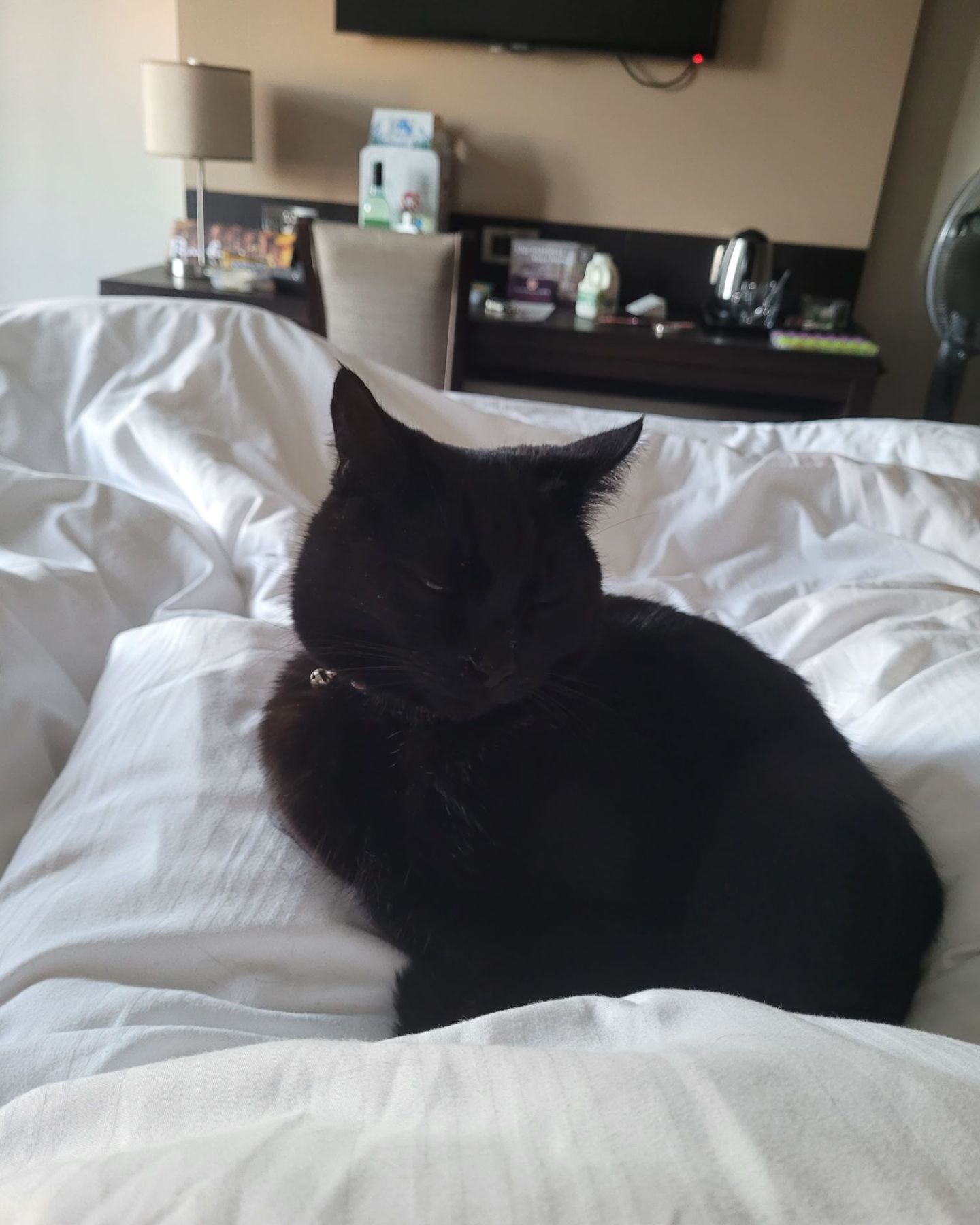 cute black cat on bed