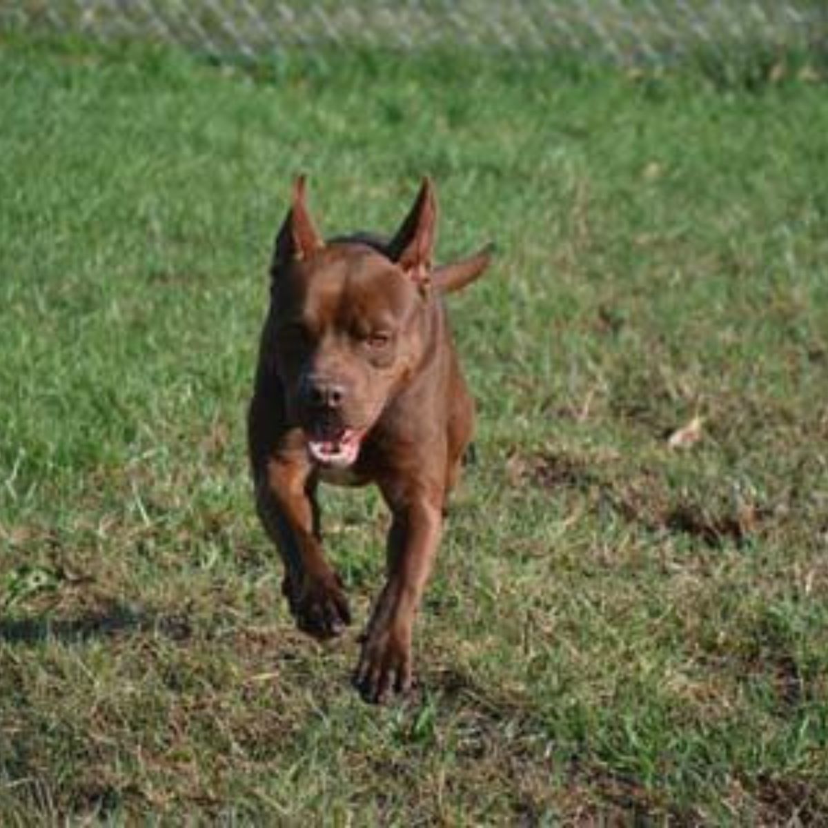 cute brown dog