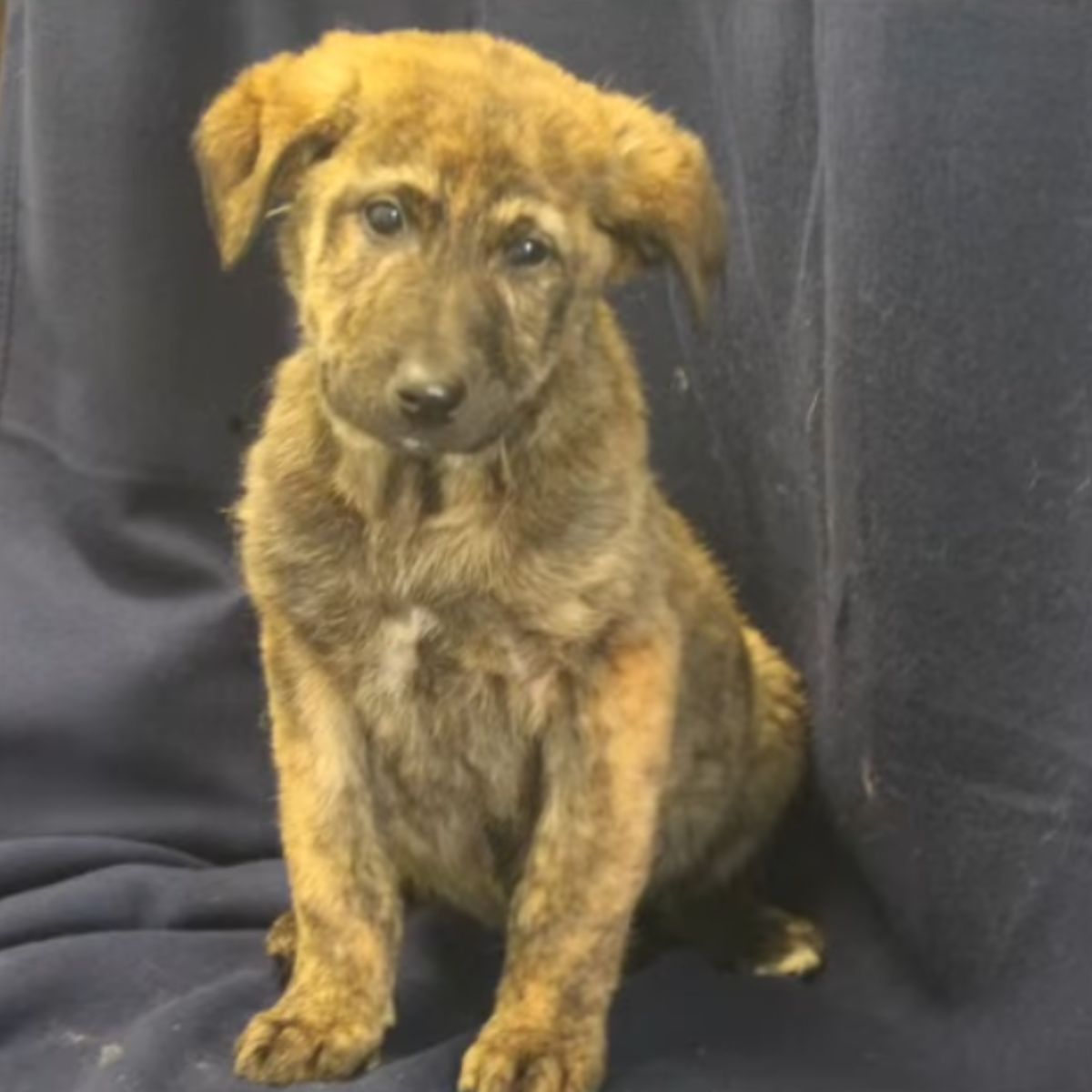 cute brown puppy