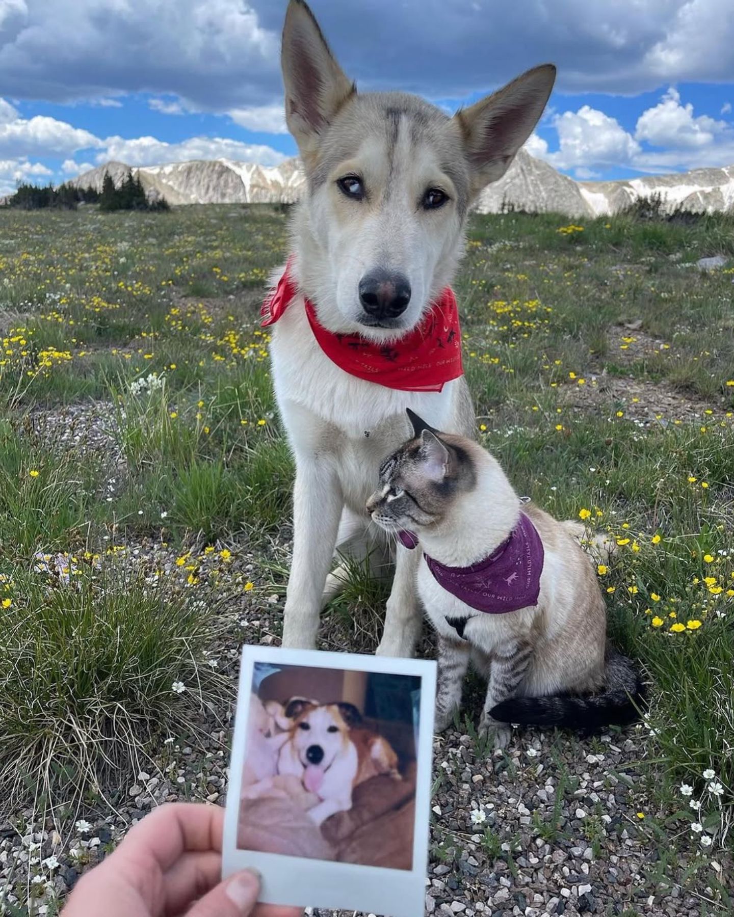 cute dog and cat