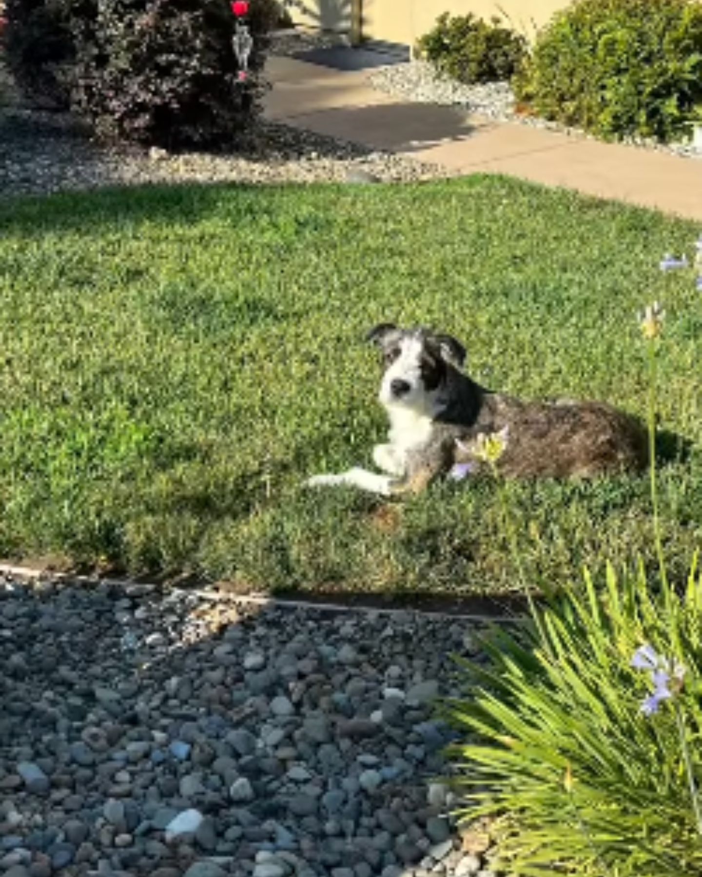 cute dog laying in a grass