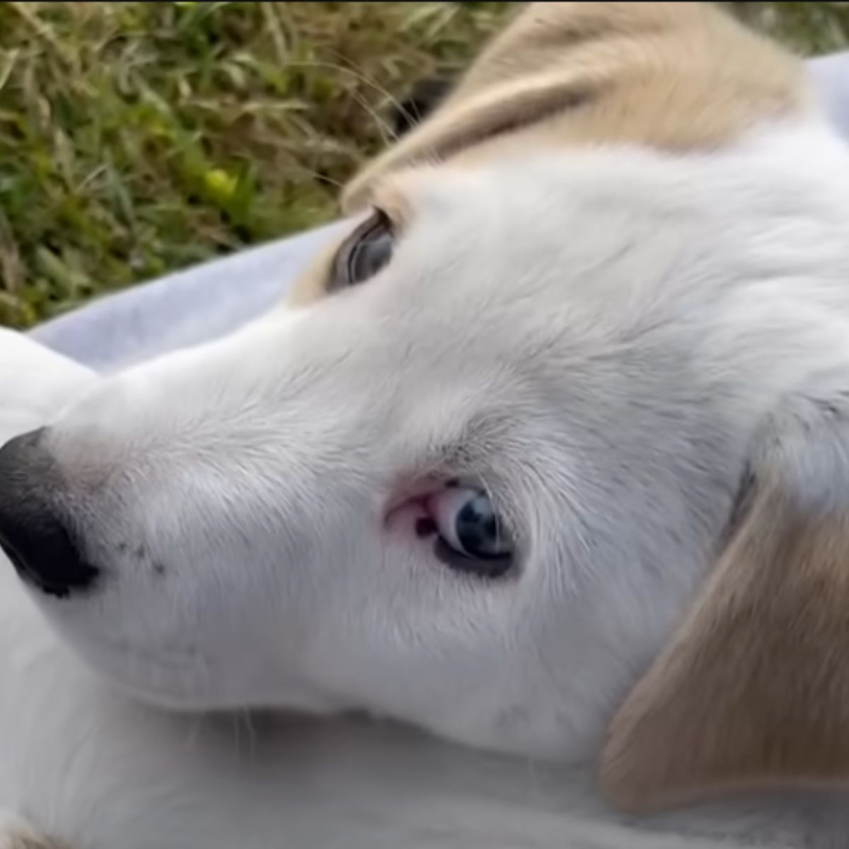 cute white dog