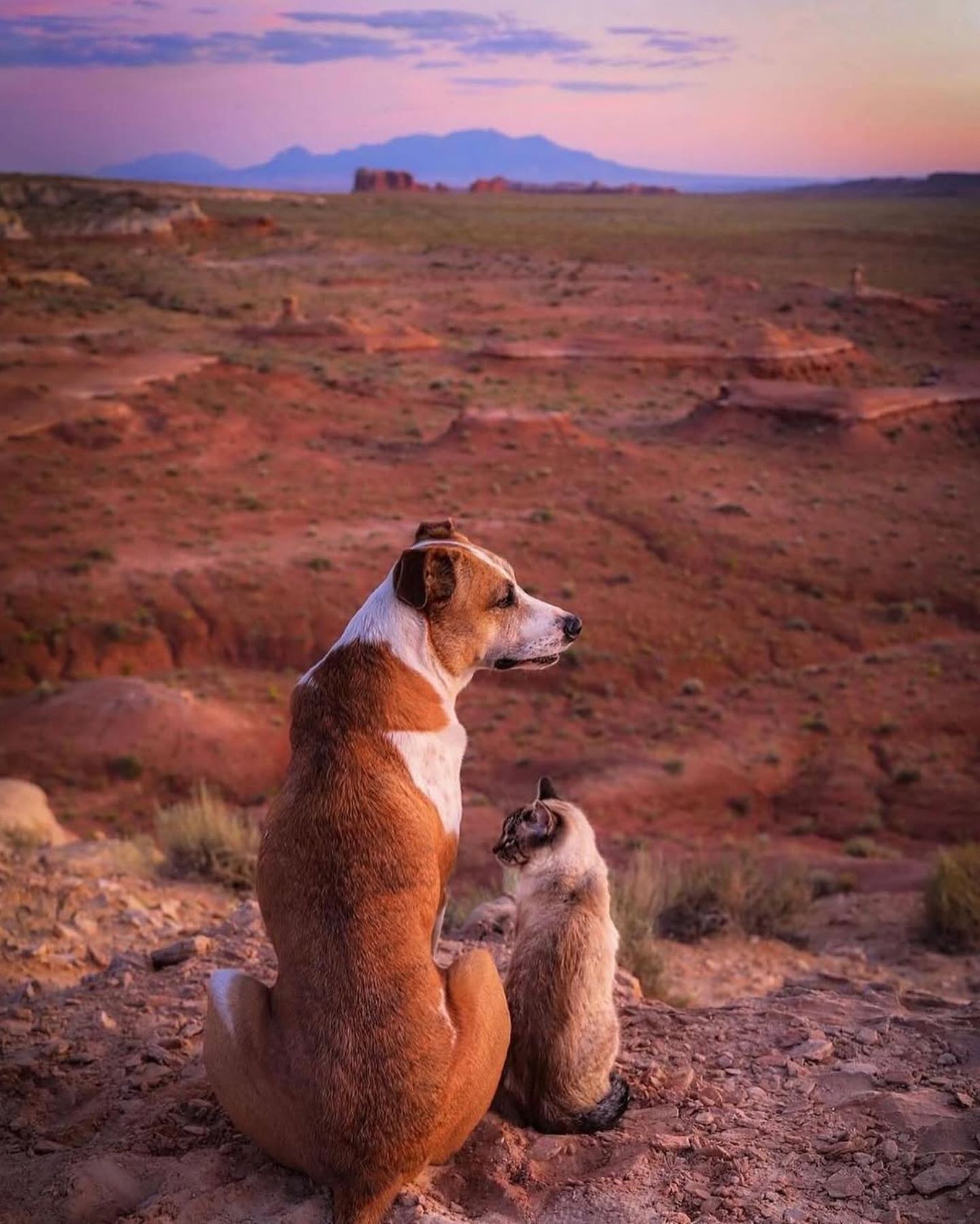 dog and cat sitting on a hill