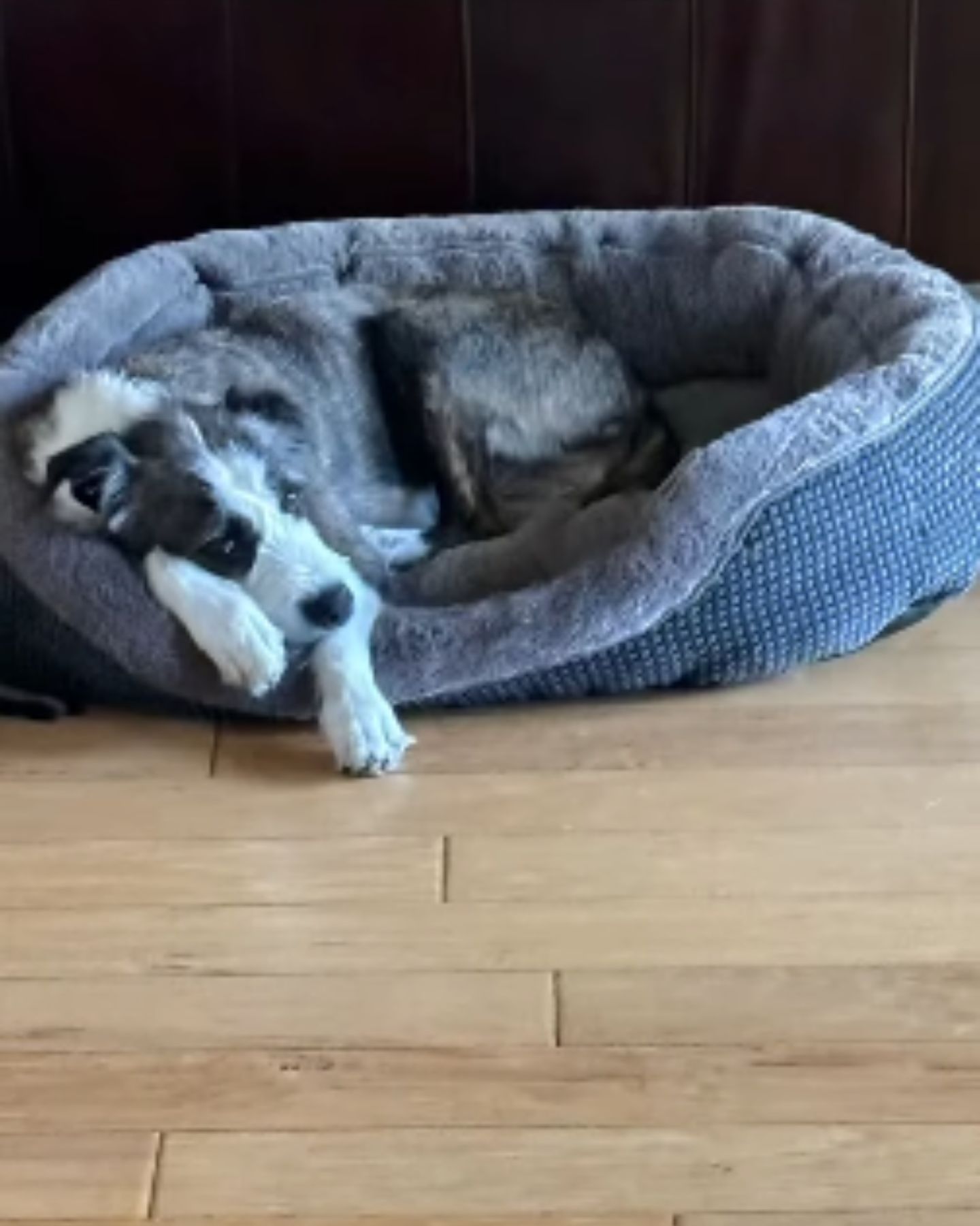 dog laying in dogs bed