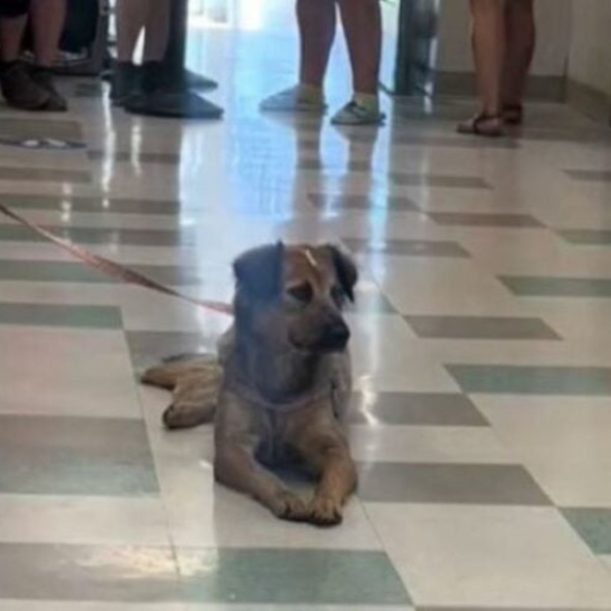 dog laying in hall