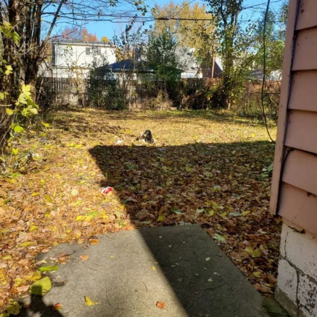 dog laying near abandoned house