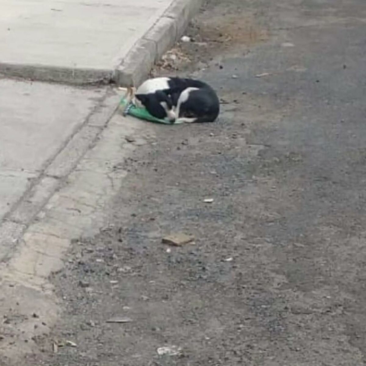 dog laying on a plastic bag