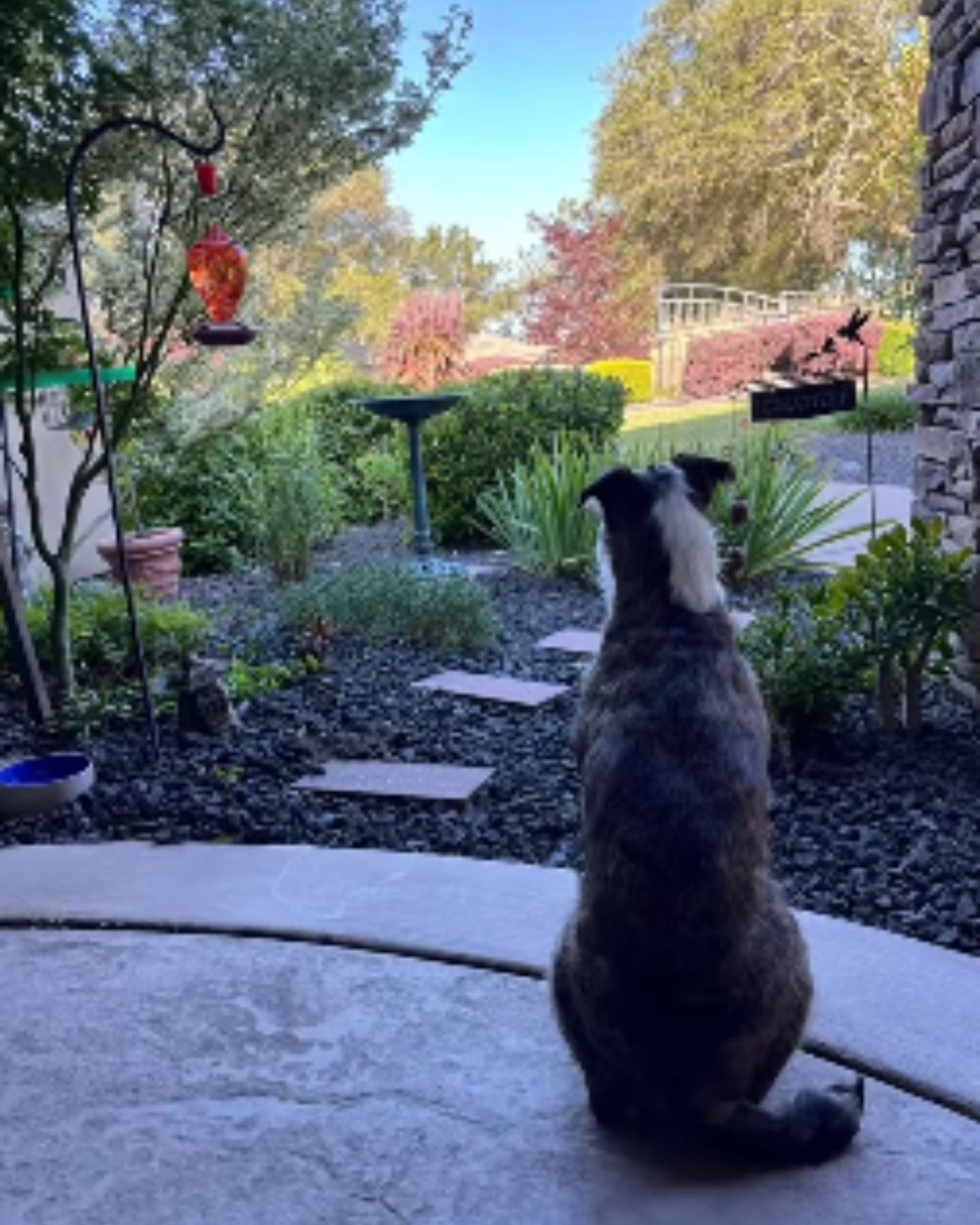 dog sitting in garden