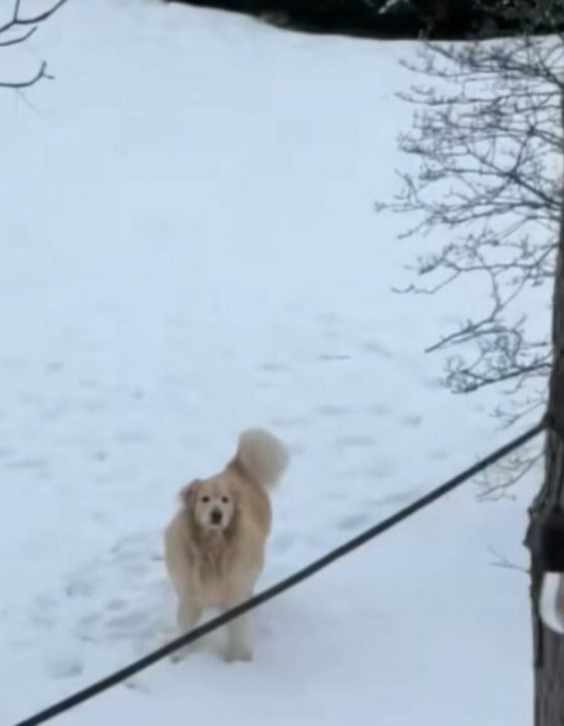 dog standing on snow