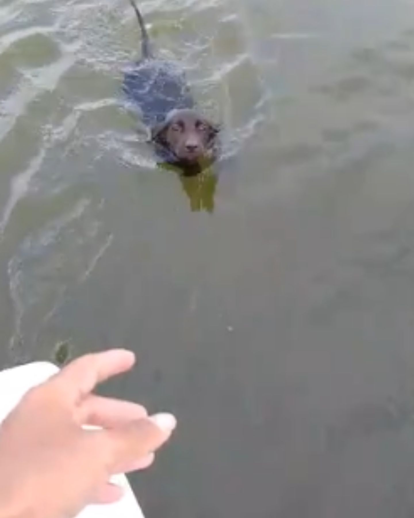 dog swimming