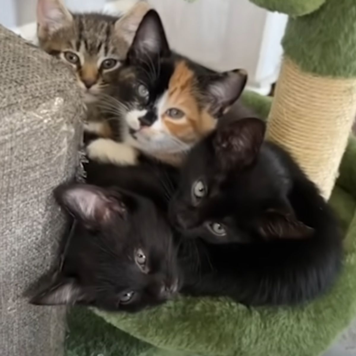 four adorable kittens