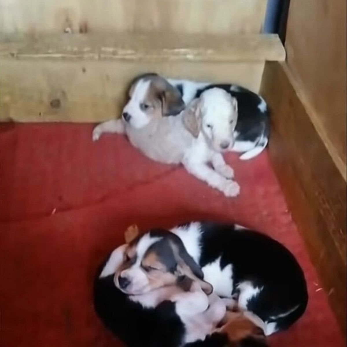 four adorable puppies