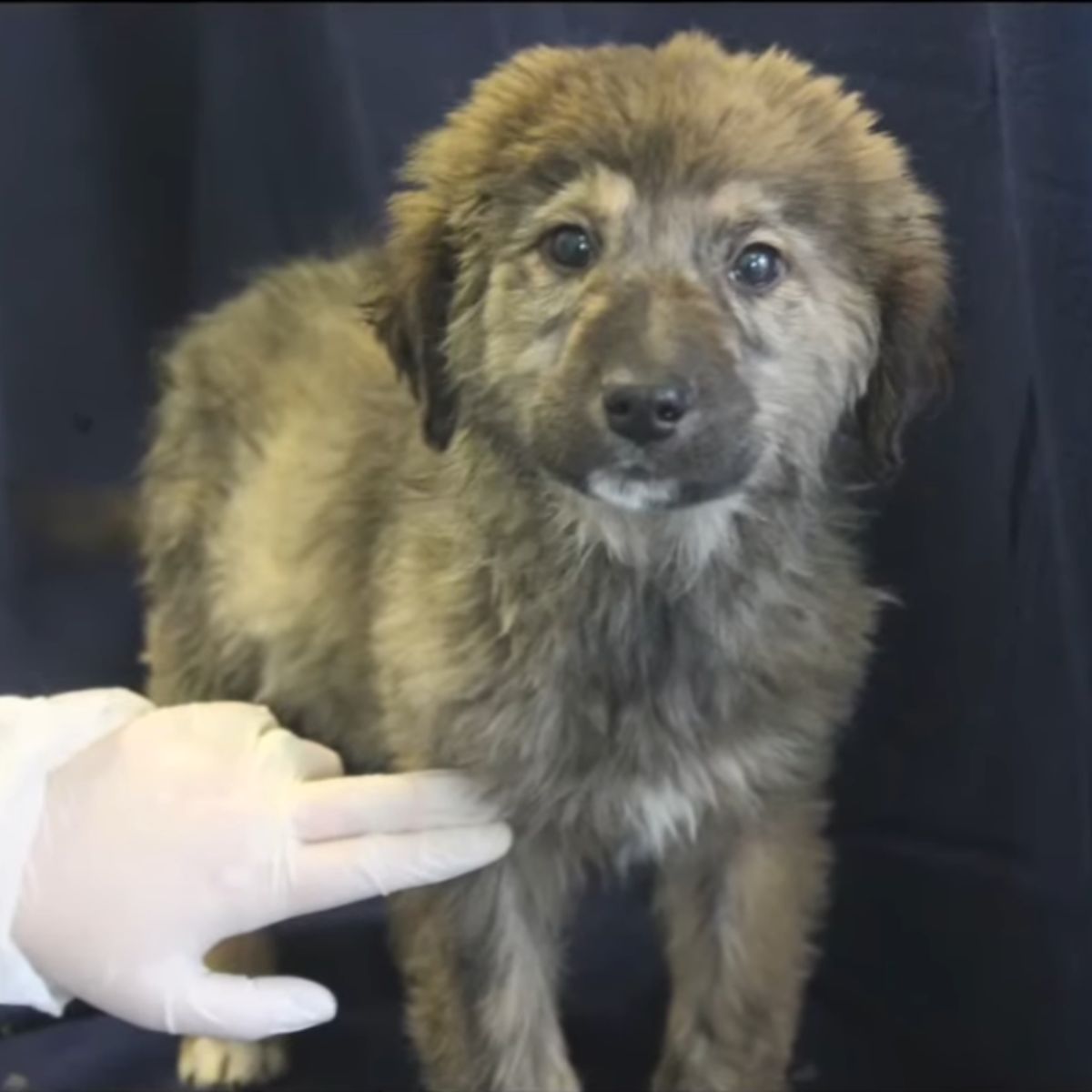 gorgeous brown puppy