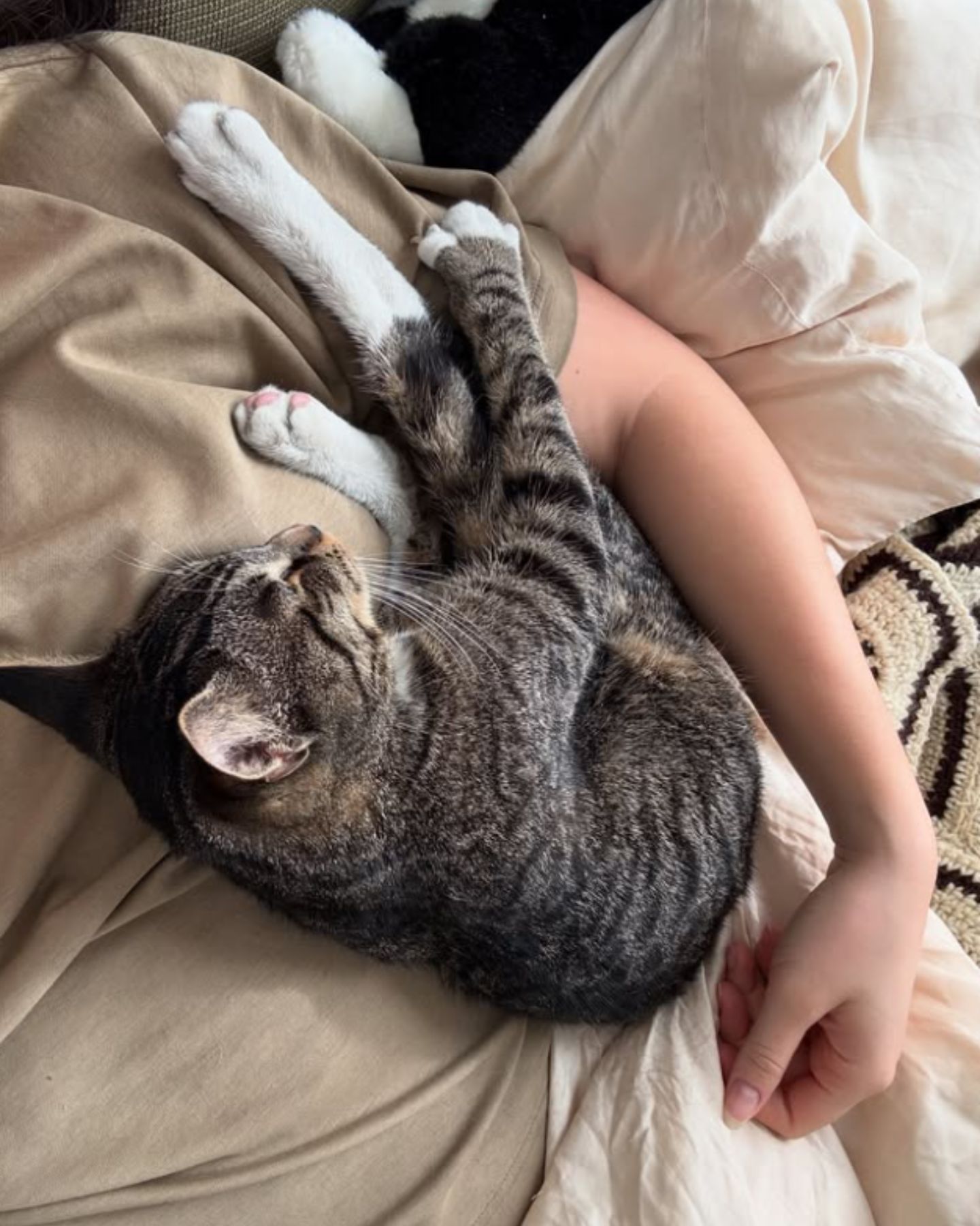 gray cat sleeping with owner