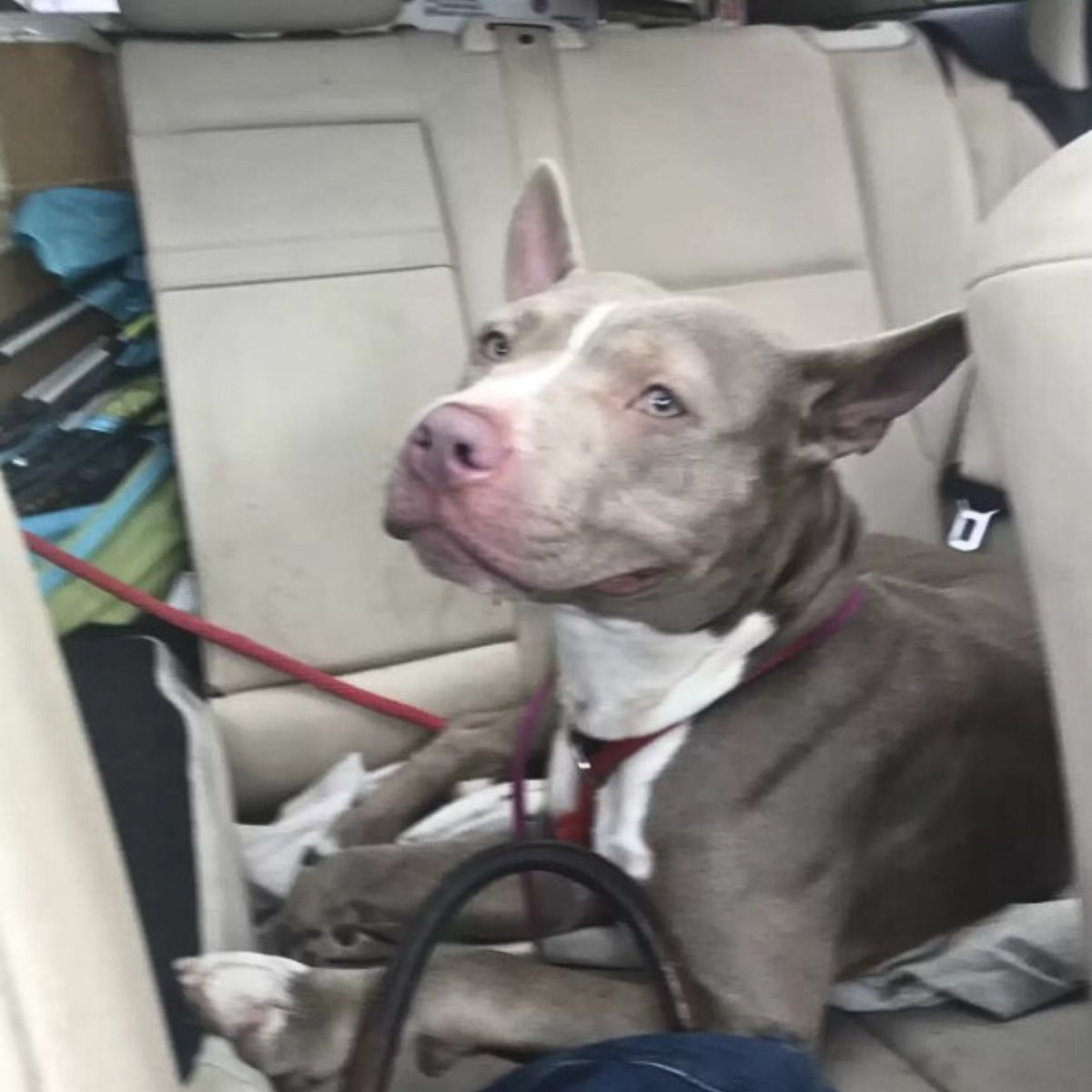 gray dog in car