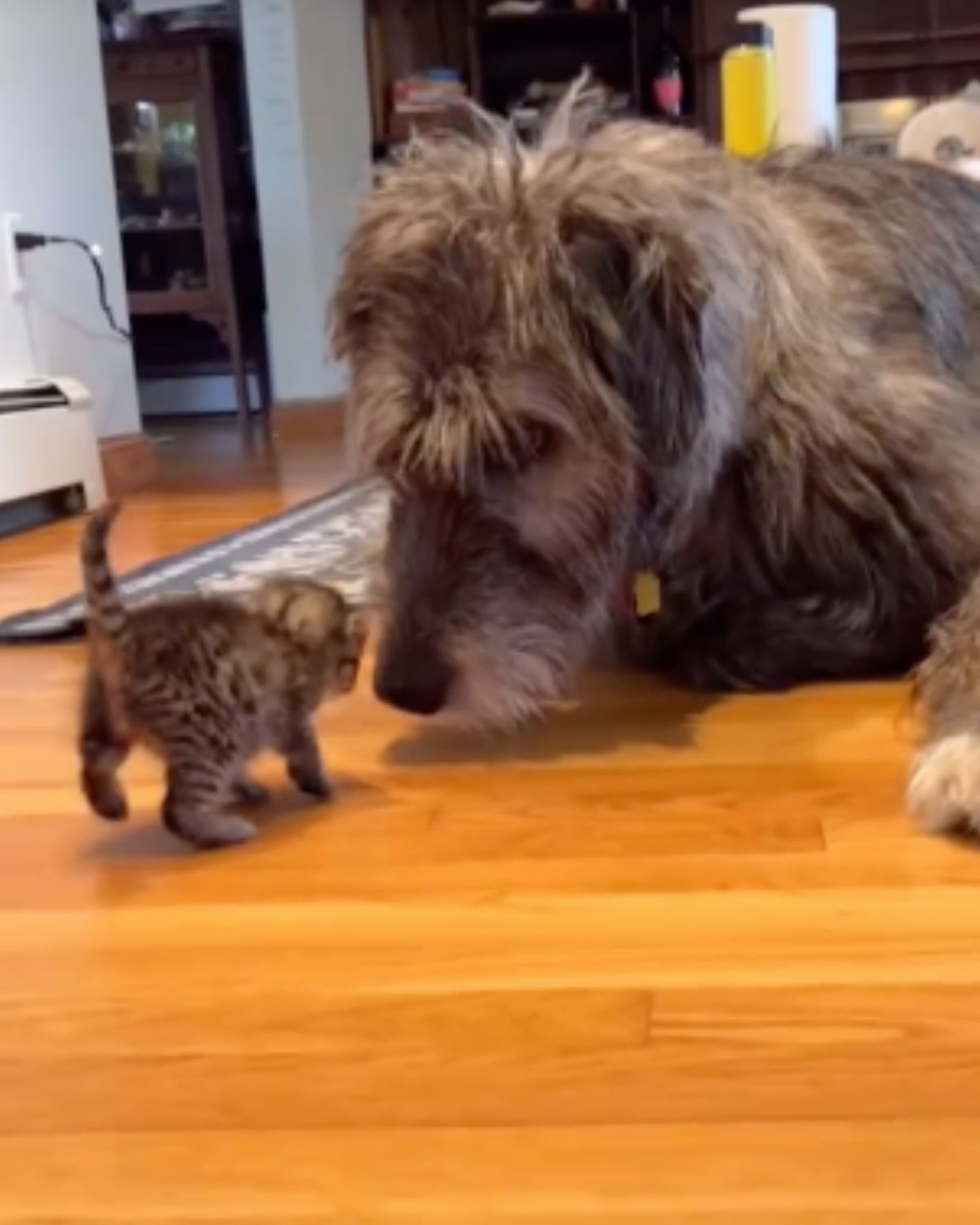 gray kitten and dog