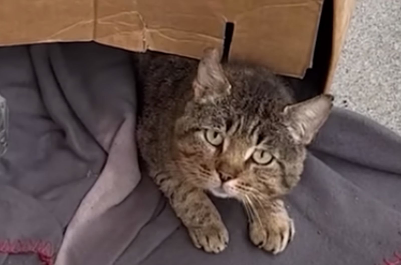 gray kitten laying down