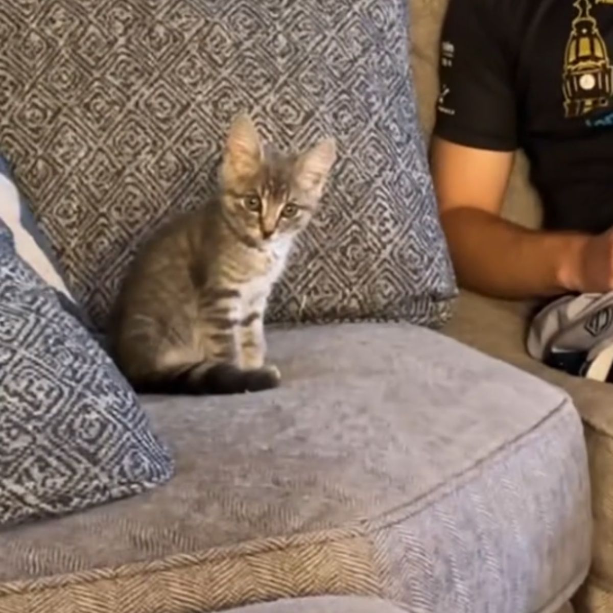 gray kitten sitting on a couch