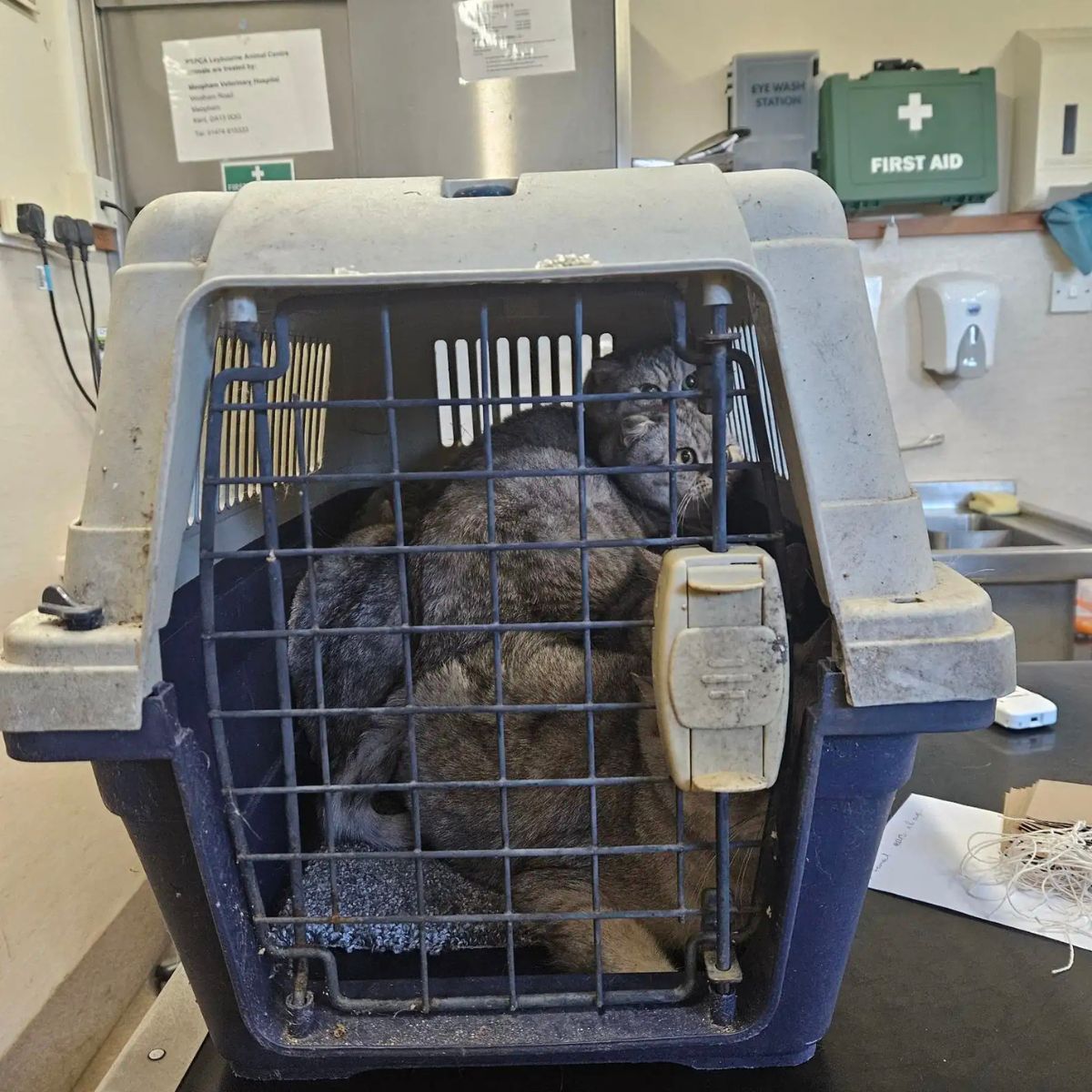 gray kittens in crate