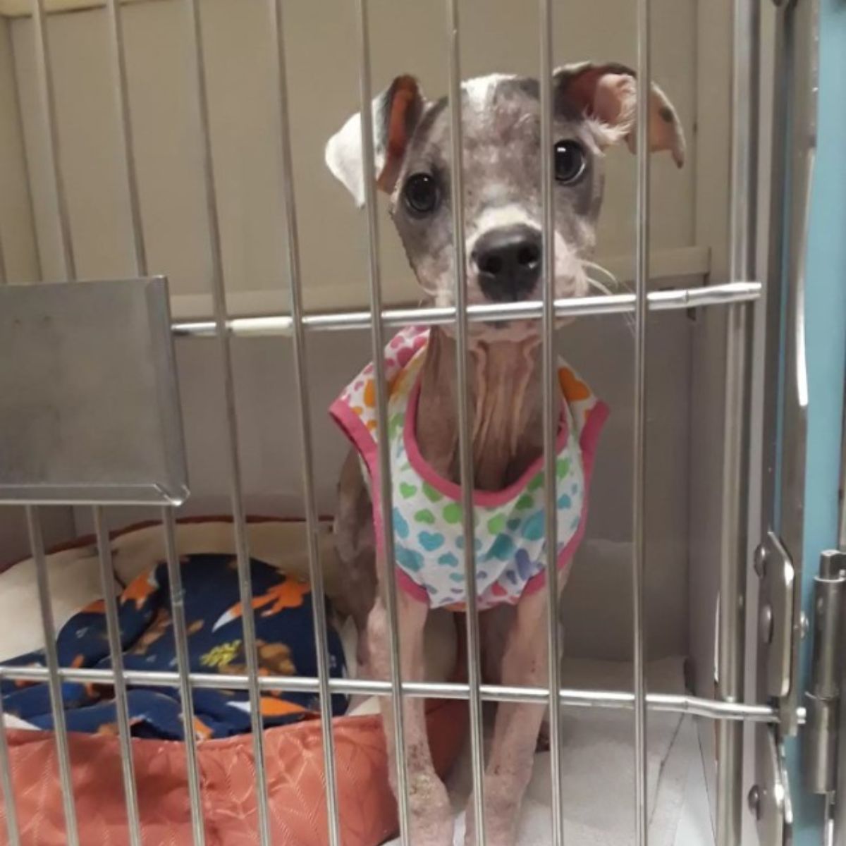 hairless puppy in cage