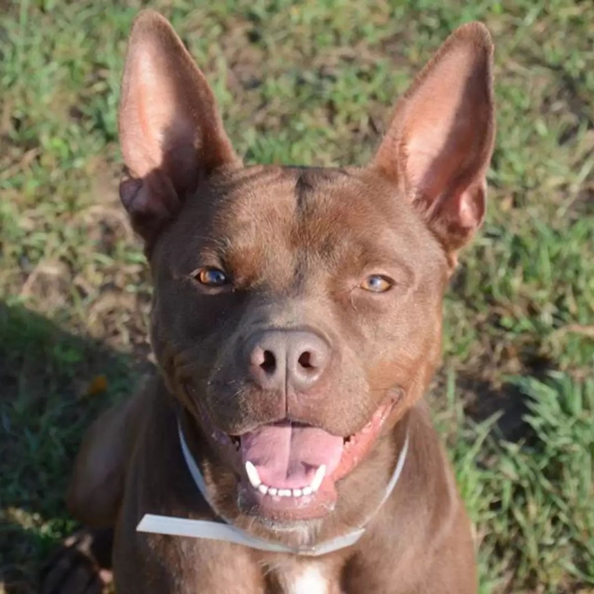 happy brown dog