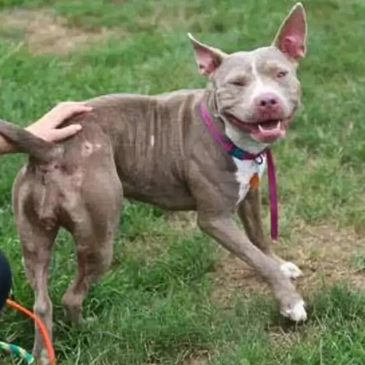 happy gray dog