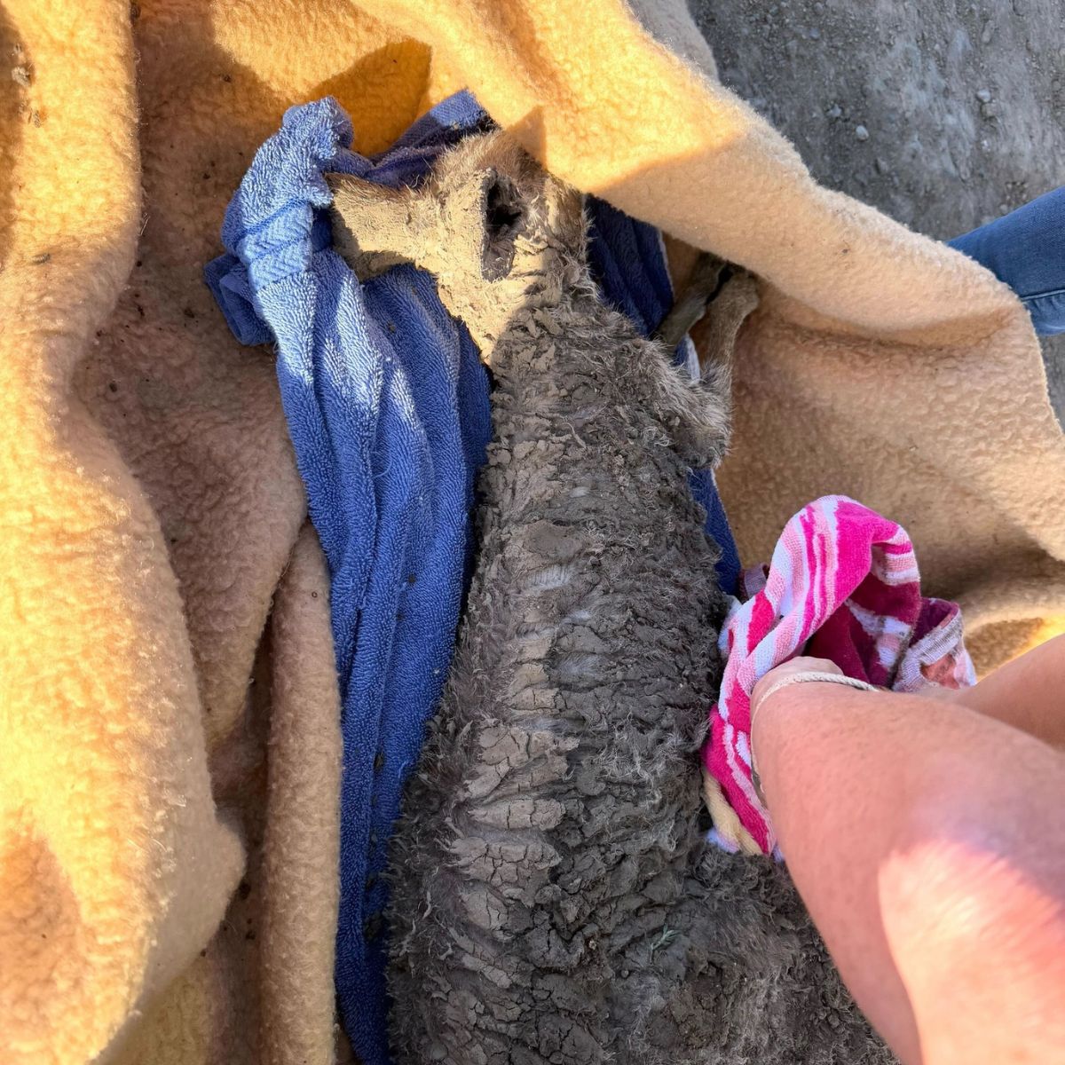 kangaroo covered in mud