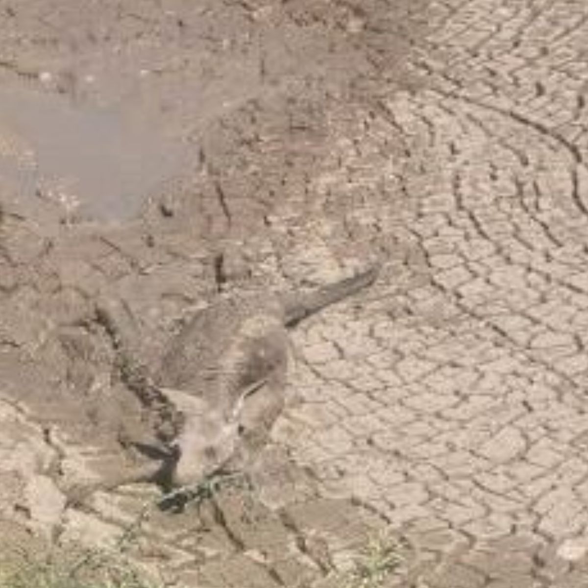 kangaroo stuck in a mud