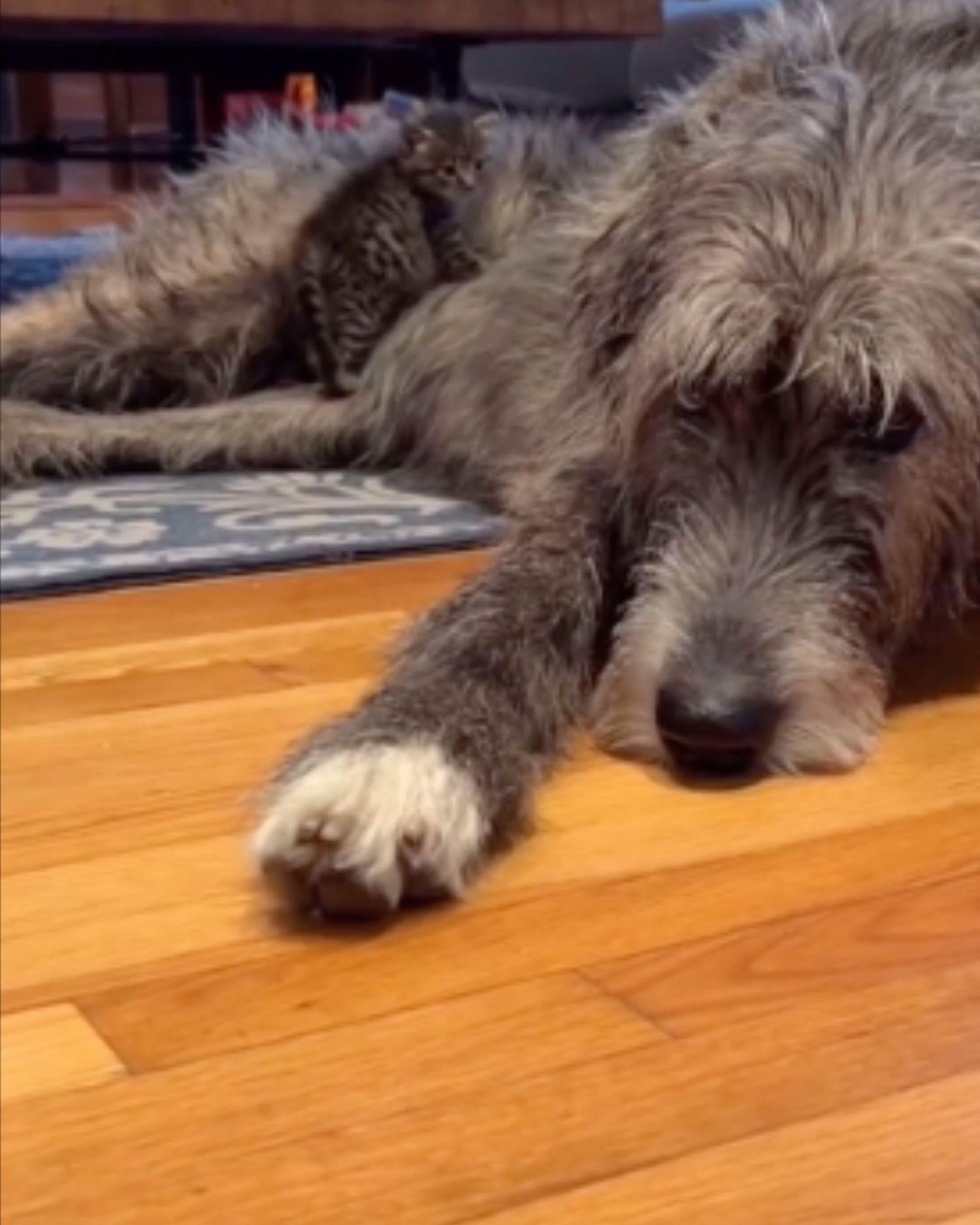 kitten climbing on dog