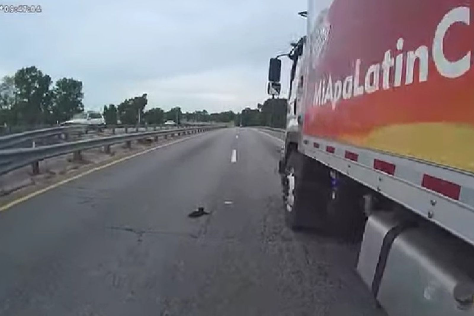 kitten on a highway