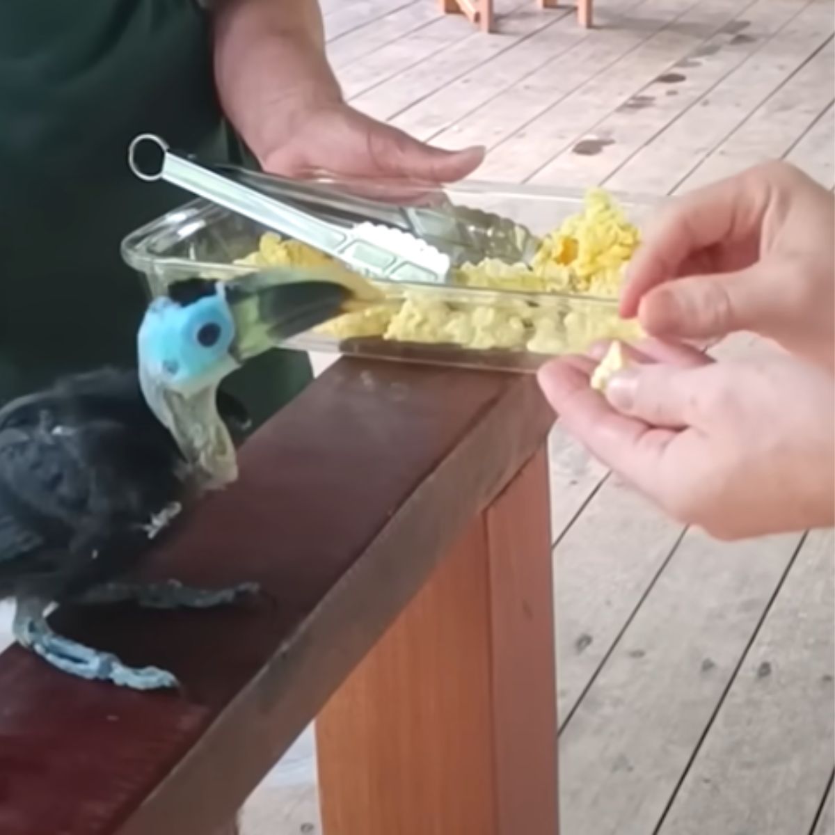 man feeding a toucan