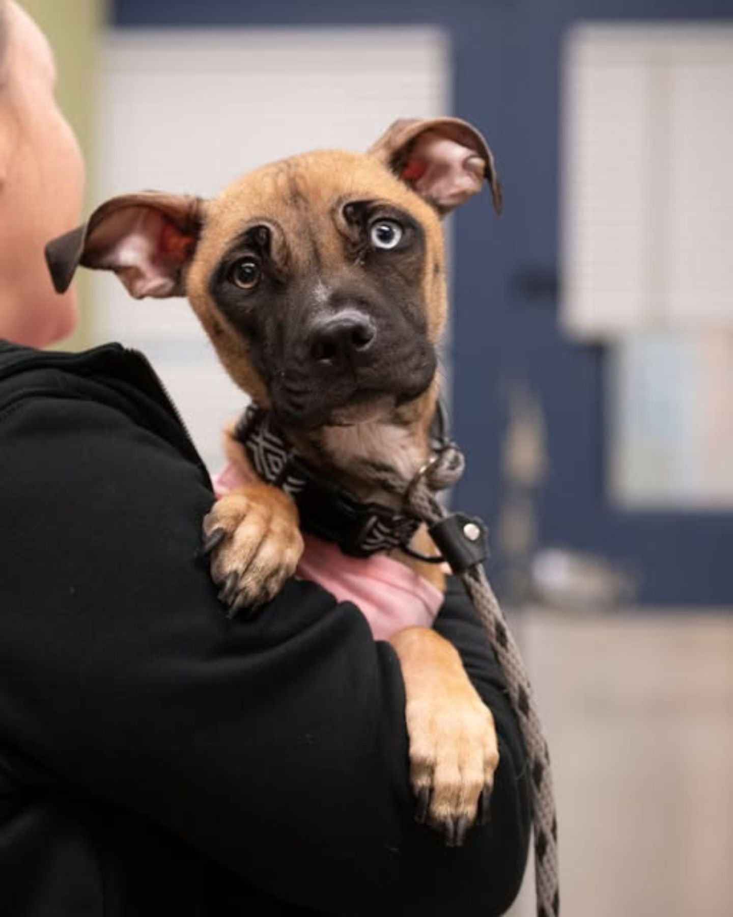 man holding a skinny dog