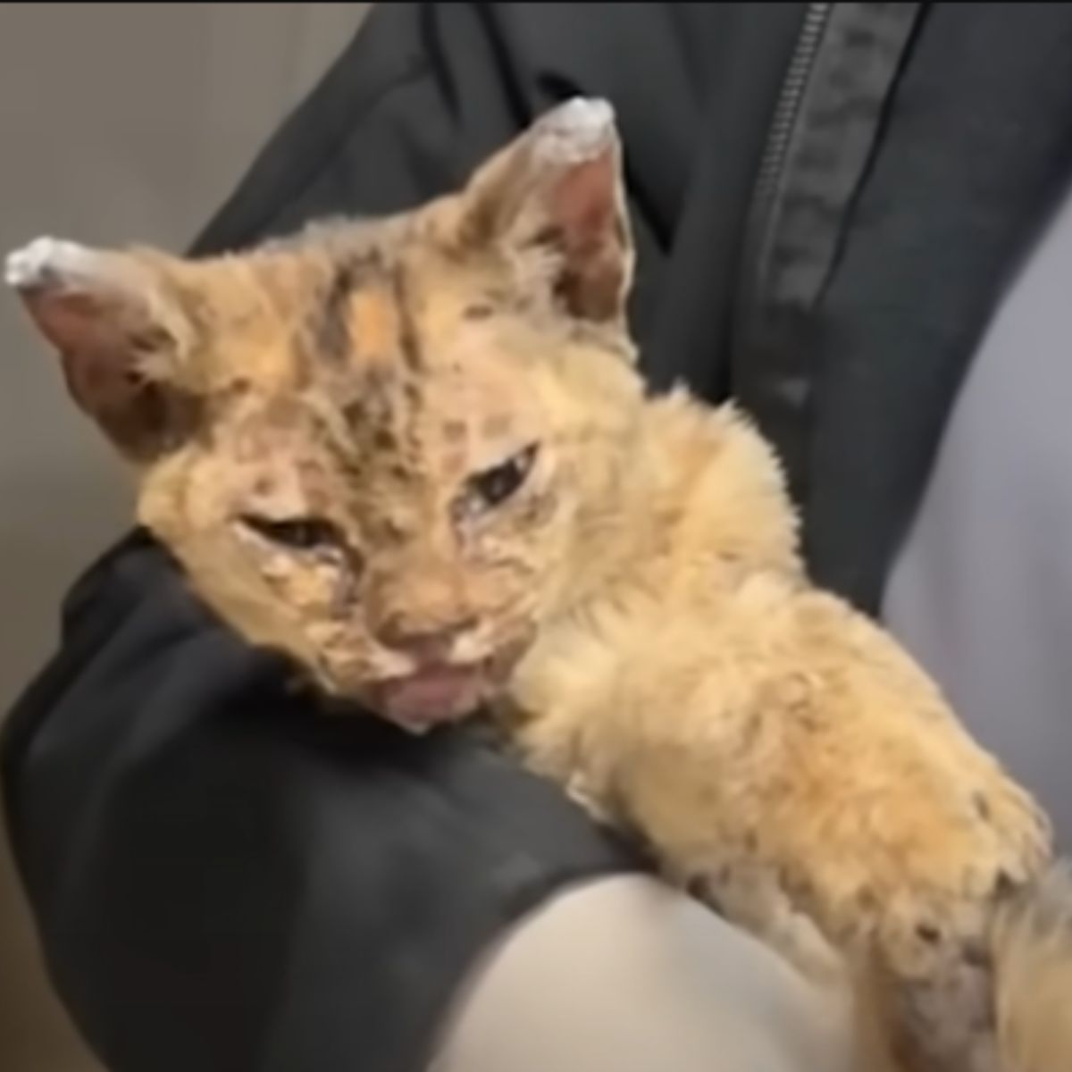 man holding injured kitten