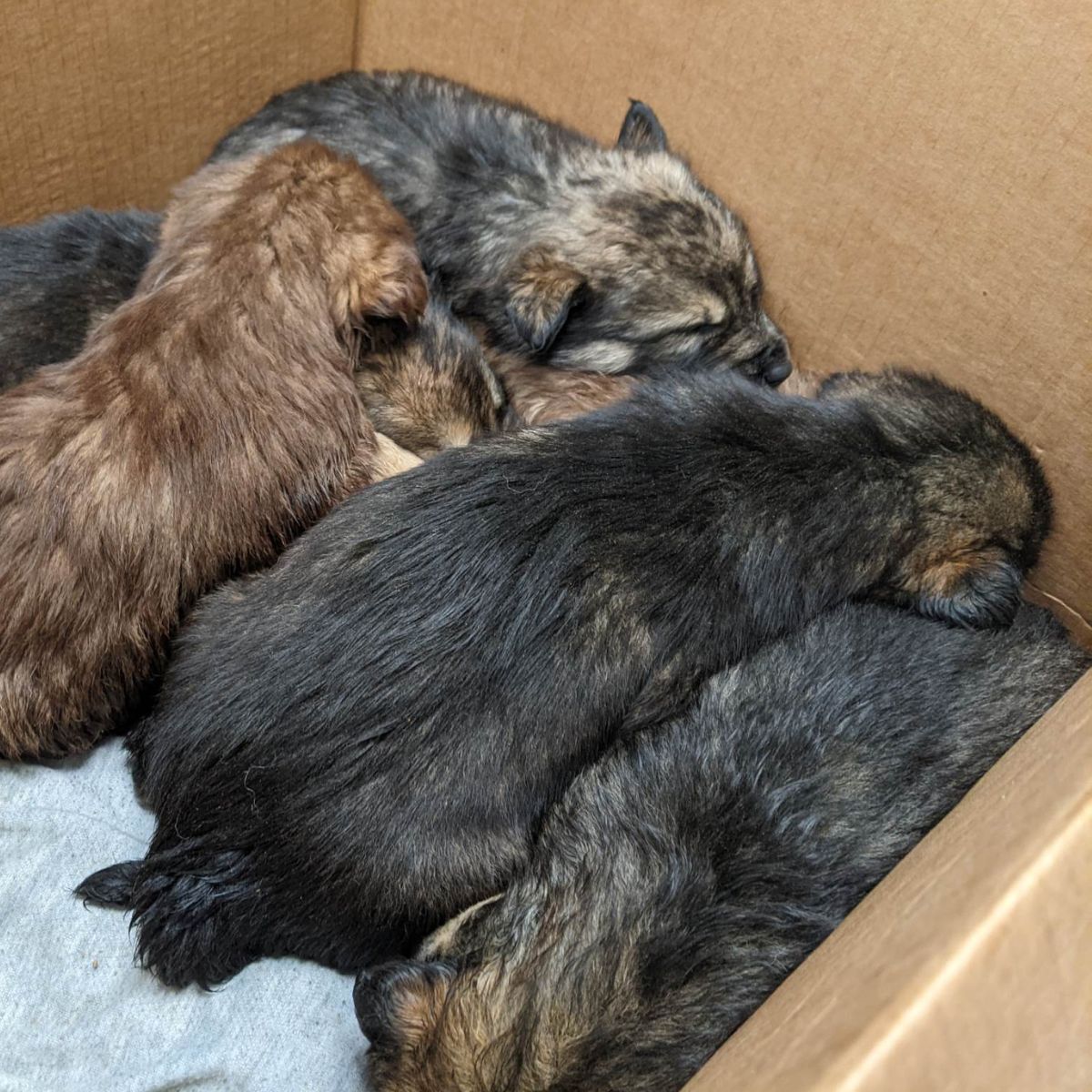 many puppies in box