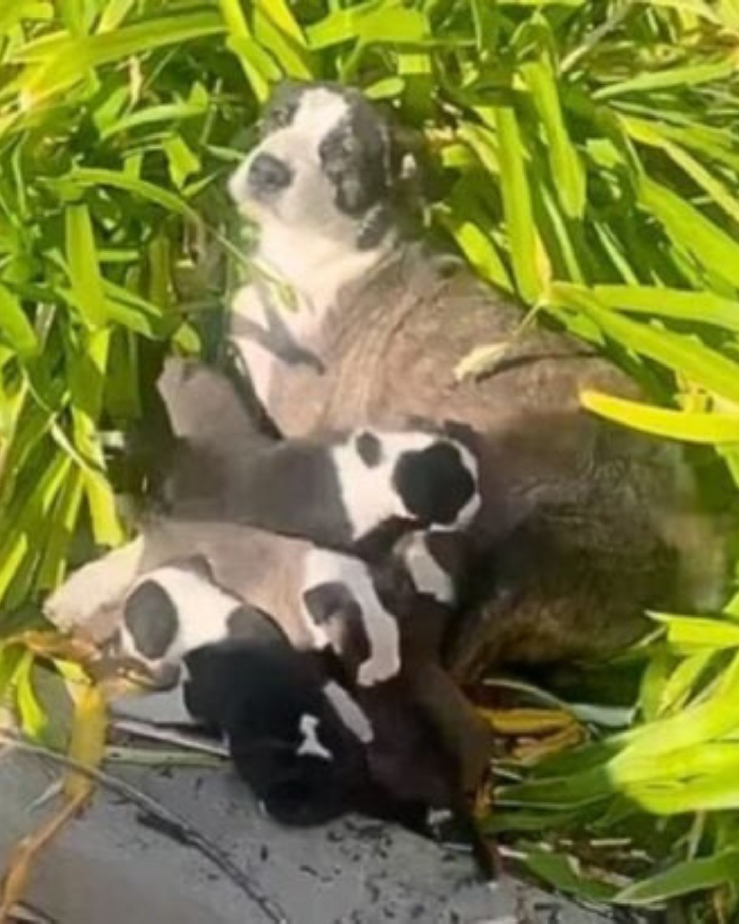 mother dog and puppies