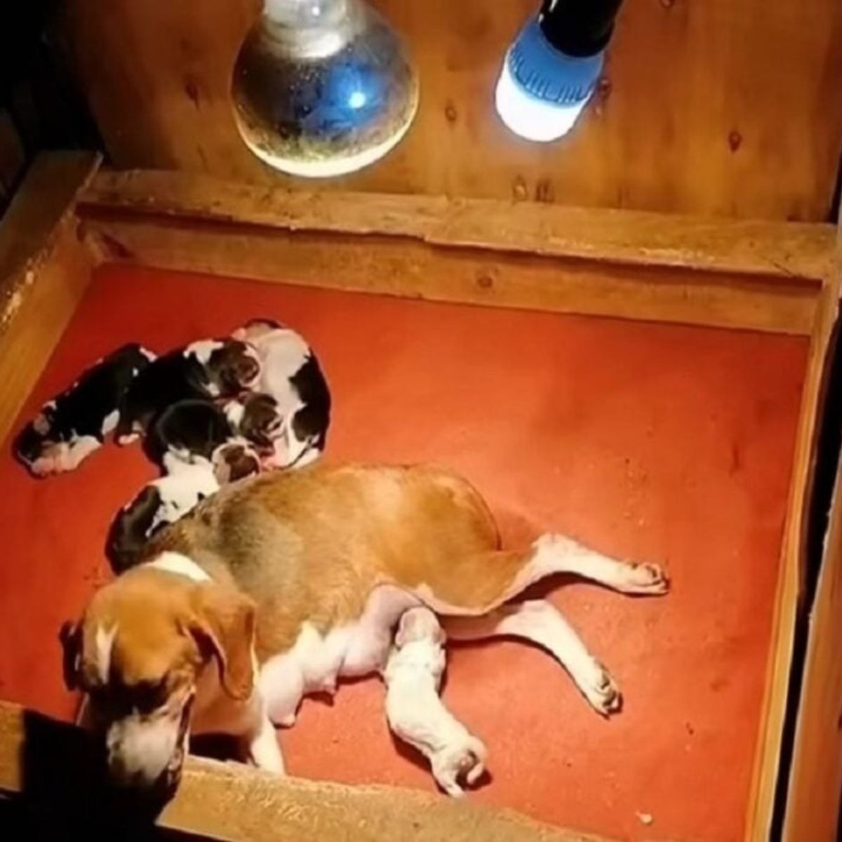 mother dog and puppies