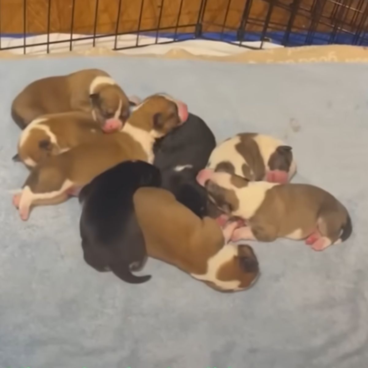 newborn puppies