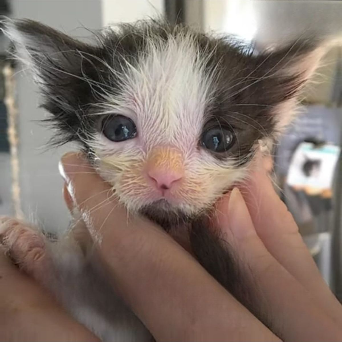 owner holding a kitten