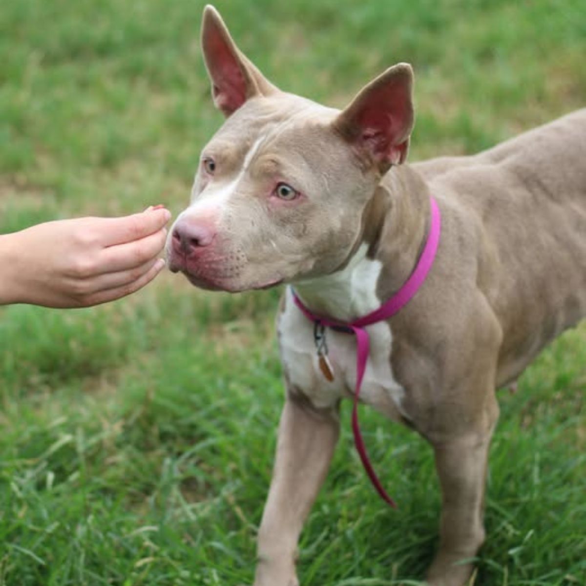 owners hand and gray dog