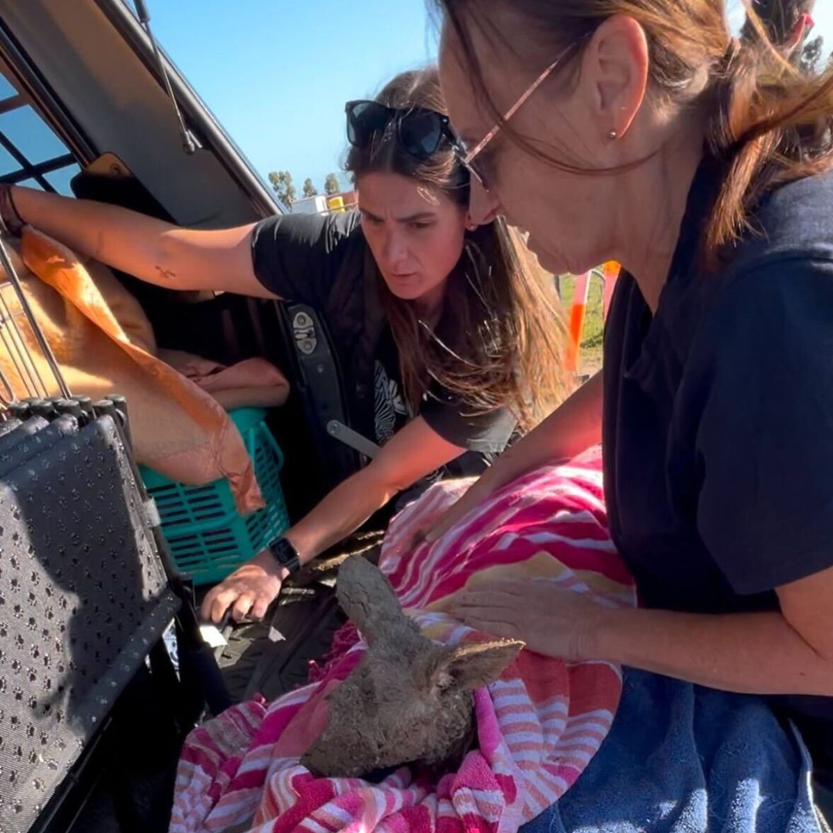 people cleaning a kangaroo