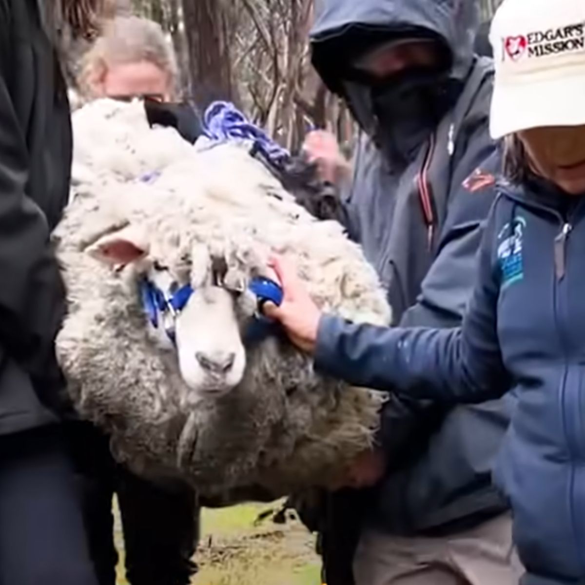 people holding a sheep