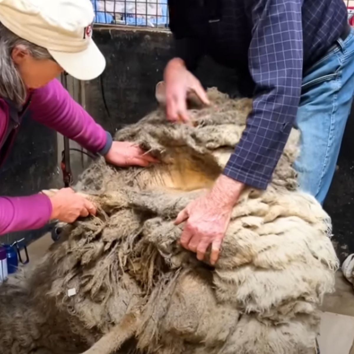 people shaving a sheep