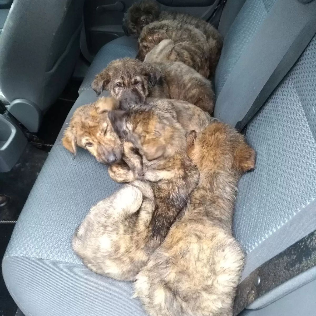 puppies in a car