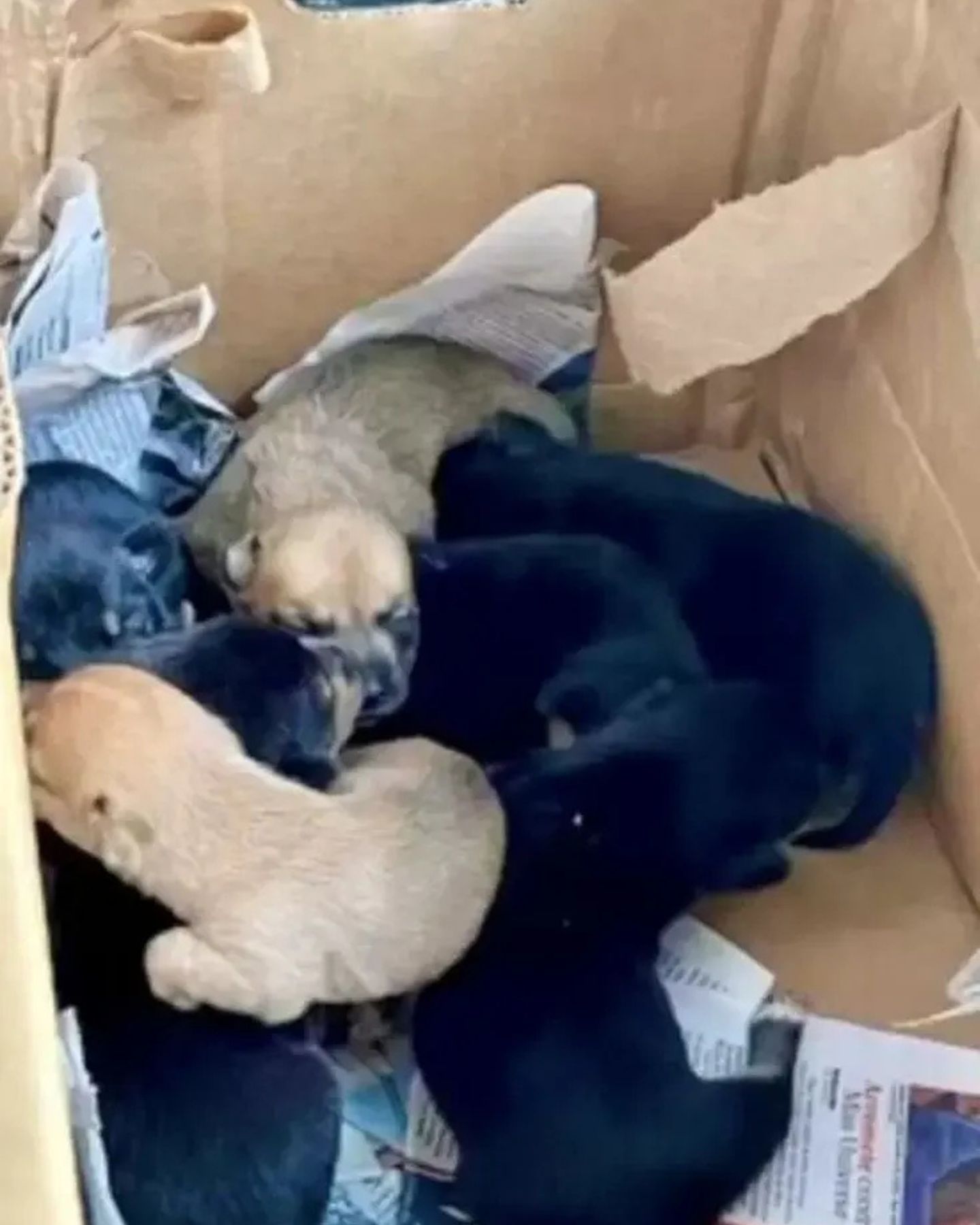 puppies in box