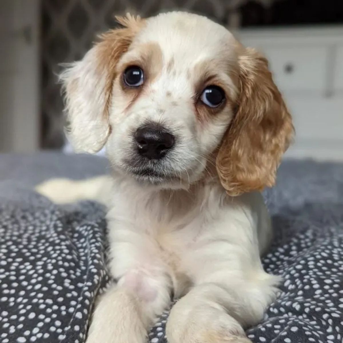 puppy laying on bed