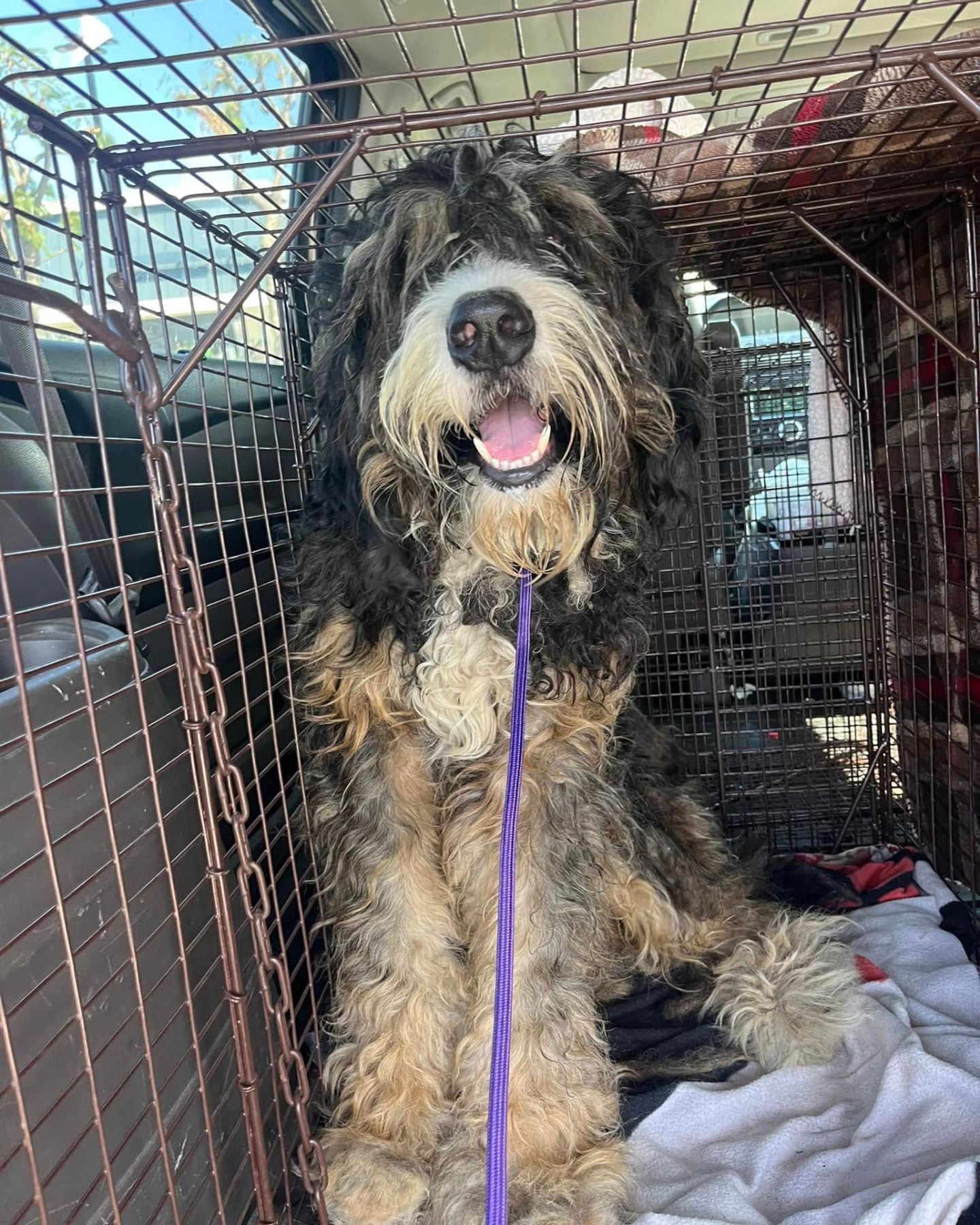 senior dog in cage