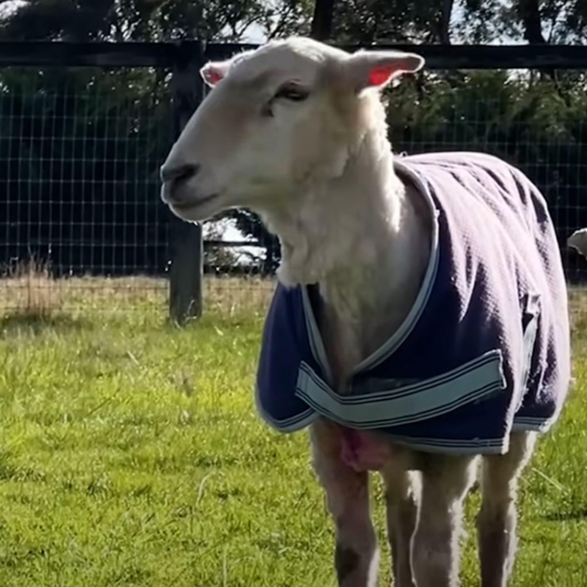 shaved sheep